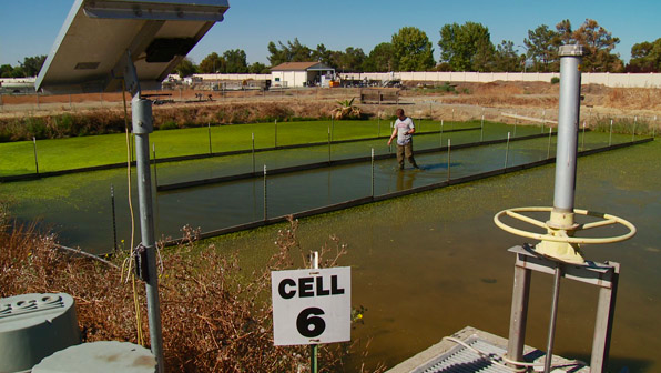 In Discovery Bay, Calif., researchers are studying how natural systems affect water quality and ecosystem health. Man in high boots wading through filtering pond
