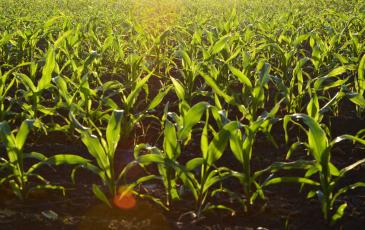 Field of corn